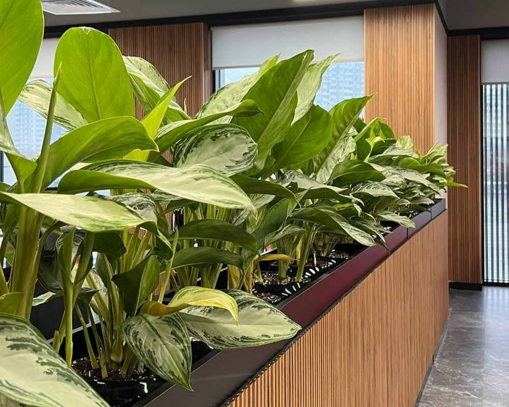 Панель МДФ ACUPAN 61.08.122501.95 трапеция 12х122х2760 мм Эльм натуральный